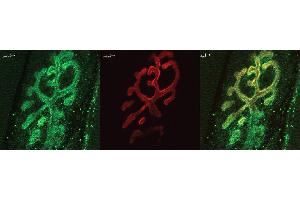 Immunohistochemistry analysis using Rabbit Anti-Bassoon Polyclonal Antibody . (Bassoon antibody  (AA 786-1041) (Atto 390))