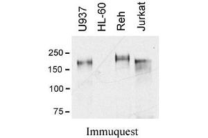 Image no. 1 for anti-C-Mer Proto-Oncogene Tyrosine Kinase (MERTK) (Extracellular Domain) antibody (ABIN1042623) (MERTK antibody  (Extracellular Domain))