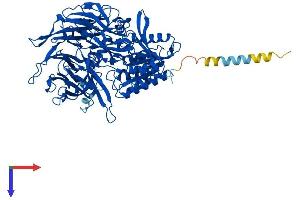AlphaFold protein structure predicition of Human Recombinant DPP4 Protein, UniprotID P27487 (DPP4 Protein (AA 1-766) (His tag))