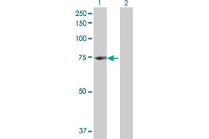 ENOX1 antibody  (AA 1-643)