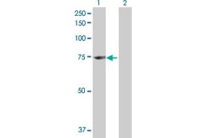 Western Blot analysis of ENOX1 expression in transfected 293T cell line by ENOX1 MaxPab polyclonal antibody.