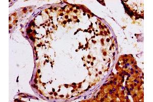 IHC image of ABIN7150334 diluted at 1:100 and staining in paraffin-embedded human testis tissue performed on a Leica BondTM system. (MCM4 antibody  (AA 2-141))