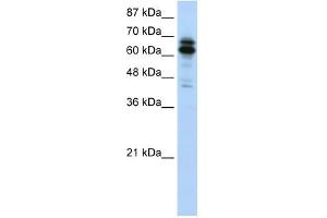 SYNCRIP antibody used at 1.