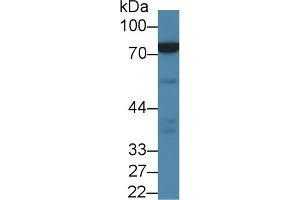 Detection of NDUFS1 in Porcine Kidney lysate using Polyclonal Antibody to NADH Dehydrogenase Ubiquinone Fe-S Protein 1 (NDUFS1)