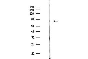 anti-Raftlin Family Member 2 (RFTN2) (C-Term) antibody