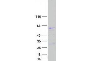 Validation with Western Blot (PAOX Protein (Transcript Variant 5) (Myc-DYKDDDDK Tag))