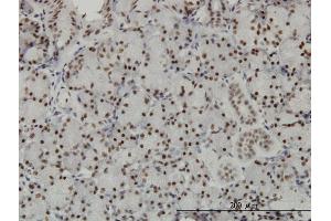 Immunoperoxidase of monoclonal antibody to TCEA3 on formalin-fixed paraffin-embedded human salivary gland.