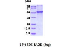 SDS-PAGE (SDS) image for Ciliary Neurotrophic Factor Receptor (CNTFR) (AA 23-342) protein (His tag) (ABIN5854135) (CNTF Receptor alpha Protein (AA 23-342) (His tag))