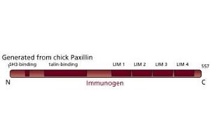 Image no. 3 for anti-Paxillin (PXN) (AA 1-557) antibody (ABIN968067) (Paxillin antibody  (AA 1-557))