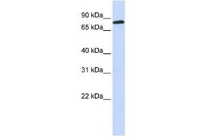 Western Blotting (WB) image for anti-Aconitase 2, Mitochondrial (ACO2) antibody (ABIN2459965) (ACO2 antibody)