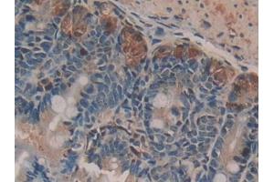 DAB staining on IHC-P; Samples: Mouse Small intestine Tissue (NUCB2 antibody  (AA 26-106))