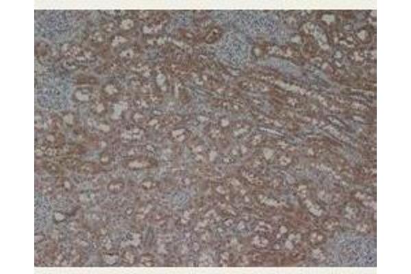 Laminin antibody