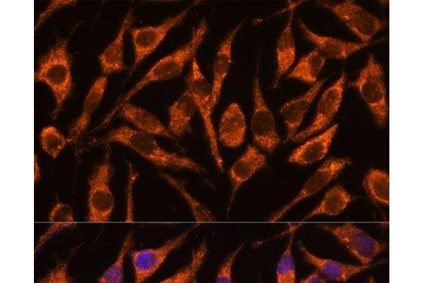 SNX15 antibody