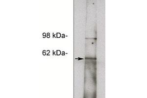 Western blot of HepG2 cell lysate (11 µg/lane) using X1856P (10  µg/ml). (NOTUM antibody)