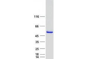 EFCAB4B Protein (Transcript Variant 3) (Myc-DYKDDDDK Tag)