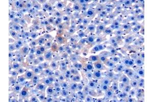 Detection of APOC1 in Mouse Liver Tissue using Monoclonal Antibody to Apolipoprotein C1 (APOC1) (APOC1 antibody  (AA 32-88))