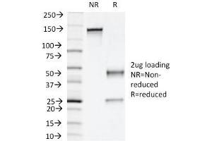 SDS-PAGE Analysis Purified Napsin A Mouse Monoclonal Antibody (NAPSA/1239). (NAPSA antibody  (AA 189-299))