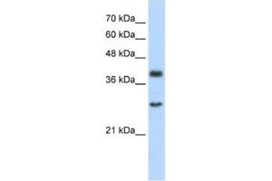 Western Blotting (WB) image for anti-Cytosolic Iron-Sulfur Protein Assembly 1 (CIAO1) antibody (ABIN2460941) (CIAO1 antibody)