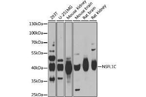Western blot analysis of extracts of various cell lines, using NSFL1C antibody (ABIN6131003, ABIN6144873, ABIN6144874 and ABIN6222382) at 1:1000 dilution. (NSFL1C antibody  (AA 1-185))