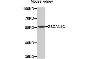 Western blot analysis of extracts of mouse kidney, using ZSCAN4 antibody. (ZSCAN4 antibody)