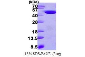 SDS-PAGE (SDS) image for Hydroxyacid Oxidase (Glycolate Oxidase) 1 (HAO1) (AA 1-370) protein (His tag) (ABIN667522) (HAO1 Protein (AA 1-370) (His tag))