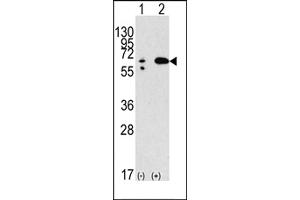 Western blot analysis of anti-hBECN1- Pab (ABIN388546 and ABIN2849692) in 293 cell line lysates transiently transfected with the BECN1 gene (2 μg/lane). (Beclin 1 antibody  (AA 210-239))