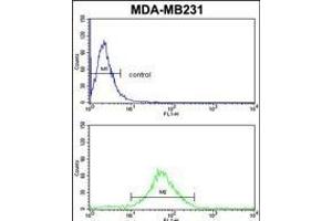 FMO3 Antibody (N-term) (ABIN390888 and ABIN2841098) flow cytometric analysis of MDA-M cells (bottom histogram) compared to a negative control cell (top histogram). (FMO3 antibody  (N-Term))