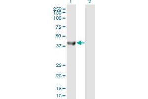 Western Blot analysis of SEPT5 expression in transfected 293T cell line by SEPT5 MaxPab polyclonal antibody. (Septin 5 antibody  (AA 1-369))