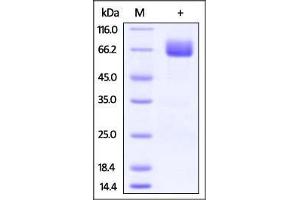 Cynomolgus B7-1, Fc Tag on SDS-PAGE under reducing (R) condition. (CD80 Protein (CD80) (AA 35-242) (Fc Tag))