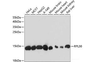 Western blot analysis of extracts of various cell lines using RPL30 Polyclonal Antibody at dilution of 1:3000. (RPL30 antibody)