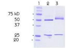 Purity control (SDS PAGE): Polyacrylamide gel 13,5 % under denaturated conditions. (Nitrotyrosine antibody)