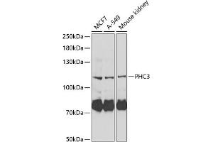 Western blot analysis of extracts of various cell lines, using PHC3 Antibody (ABIN6132485, ABIN6145528, ABIN6145530 and ABIN6222140) at 1:1000 dilution. (PHC3 antibody  (AA 100-300))