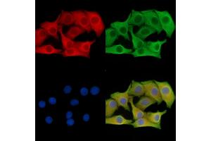 ABIN7095792 and ABIN7099854 staining Hela cells by IF/ICC.