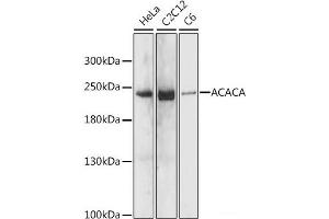 Western blot analysis of extracts of various cell lines using ACACA Polyclonal Antibody at dilution of 1:1000. (Acetyl-CoA Carboxylase alpha antibody)