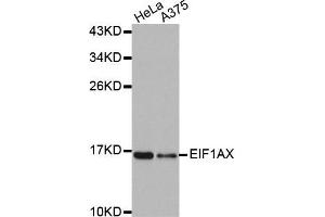Western Blotting (WB) image for anti-Eukaryotic Translation Initiation Factor 1A, X-Linked (EIF1AX) antibody (ABIN1876946) (EIF1AX antibody)