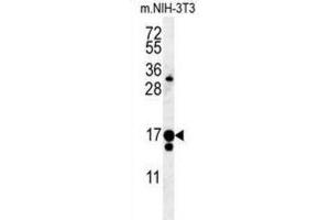 Western Blotting (WB) image for anti-Intraflagellar Transport 43 Homolog (IFT43) antibody (ABIN3002323) (IFT43 antibody)
