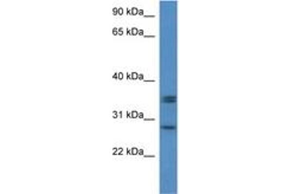 Neurexophilin 1 antibody  (N-Term)