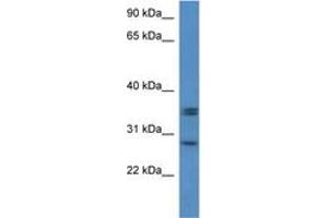 Image no. 1 for anti-Neurexophilin 1 (NXPH1) (N-Term) antibody (ABIN6746409) (Neurexophilin 1 antibody  (N-Term))