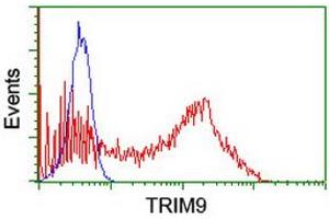 Image no. 2 for anti-Tripartite Motif Containing 9 (TRIM9) (AA 284-669) antibody (ABIN1491326)