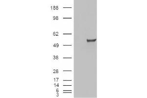 Image no. 2 for anti-Estrogen-Related Receptor gamma (ESRRG) (Internal Region) antibody (ABIN375117) (ESRRG antibody  (Internal Region))