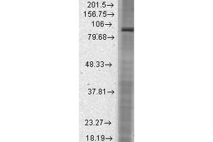 Western Blot analysis of Rat brain membrane lysate showing detection of HCN2 protein using Mouse Anti-HCN2 Monoclonal Antibody, Clone S71-37 . (HCN2 antibody  (AA 761-863) (Atto 488))