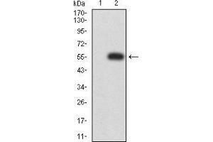Western blot analysis using HLA-DRA mAb against HEK293 (1) and HLA-DRA (AA: 26-254)-hIgGFc transfected HEK293 (2) cell lysate.