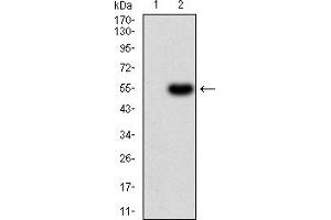 Western blot analysis using PRDM14 mAb against HEK293 (1) and PRDM14 (AA: 4-203)-hIgGFc transfected HEK293 (2) cell lysate.