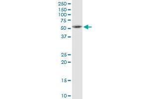 FAF2 MaxPab polyclonal antibody. (FAF2 antibody  (AA 1-445))