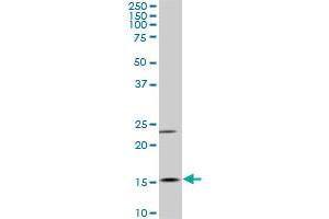 MYL6 antibody  (AA 1-100)