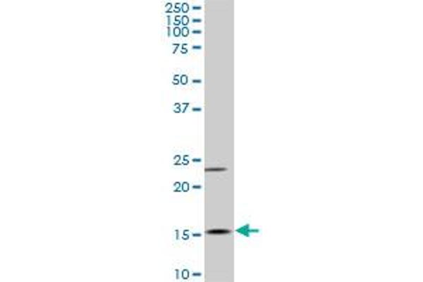 MYL6 antibody  (AA 1-100)