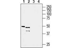 Western blot analysis of mouse kidney lysate (lanes 1 and 3) and mouse liver membrane (lanes 2 and 4): - 1, 2. (GPR81 antibody  (C-Term, Intracellular))
