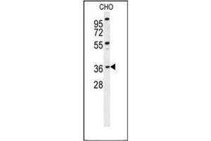 Western blot analysis of DEM1 Antibody (Center) in CHO cell line lysates (35ug/lane). (EXO5 antibody  (Middle Region))