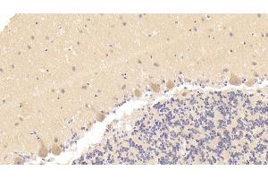 #VALUE! (Caspase 7 antibody  (AA 24-198))