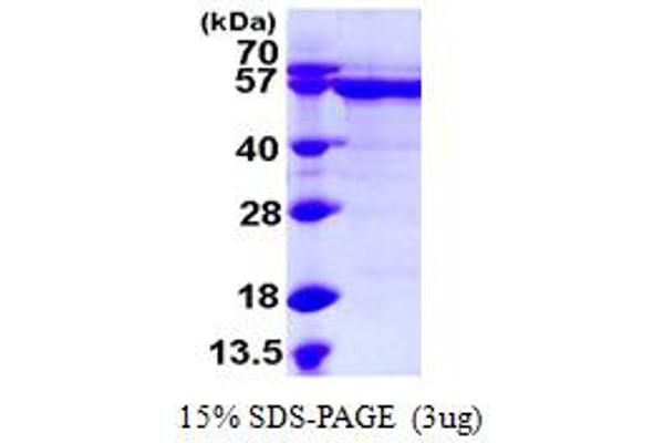 RNMT Protein (AA 1-476) (His tag)